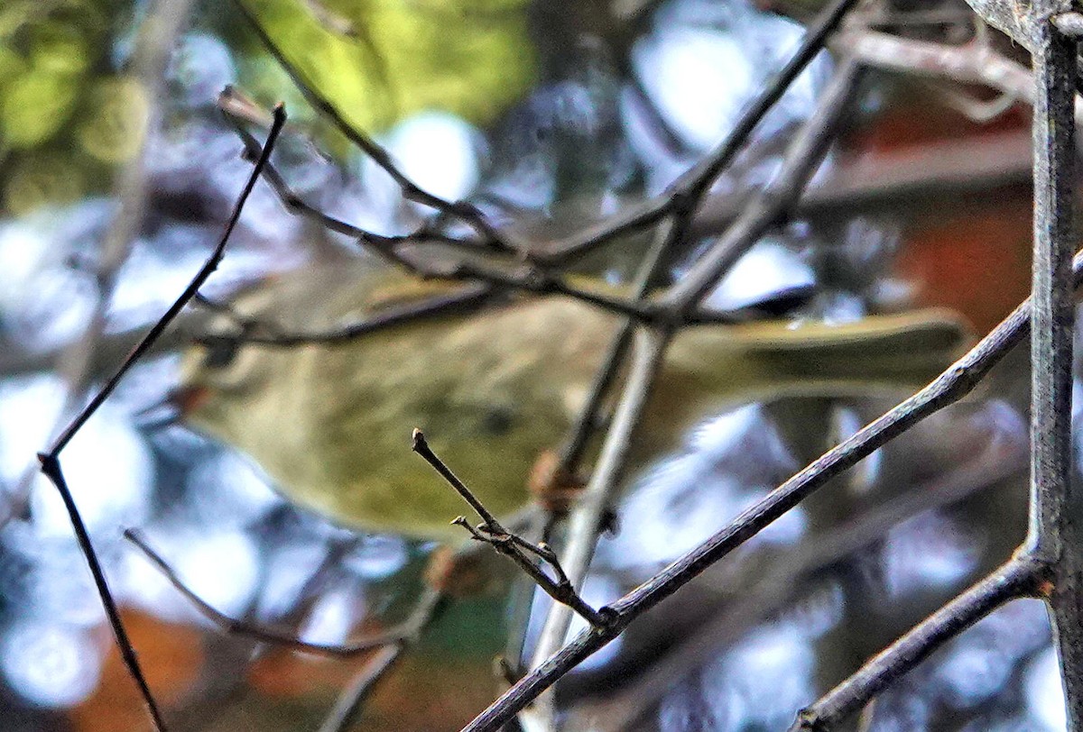 Golden-crowned Kinglet - ML395458601