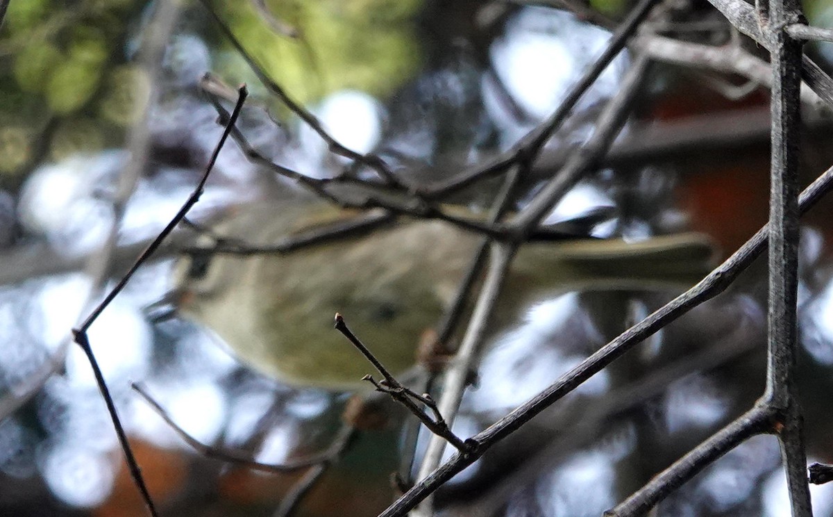 Golden-crowned Kinglet - ML395458621