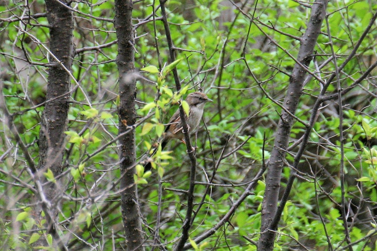 Beijing Babbler - ML395459531