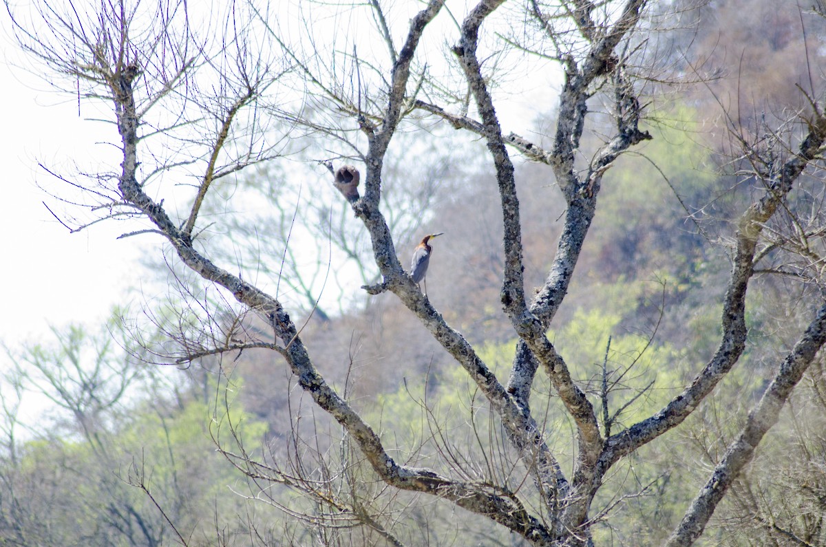 Rufescent Tiger-Heron - ML395460691