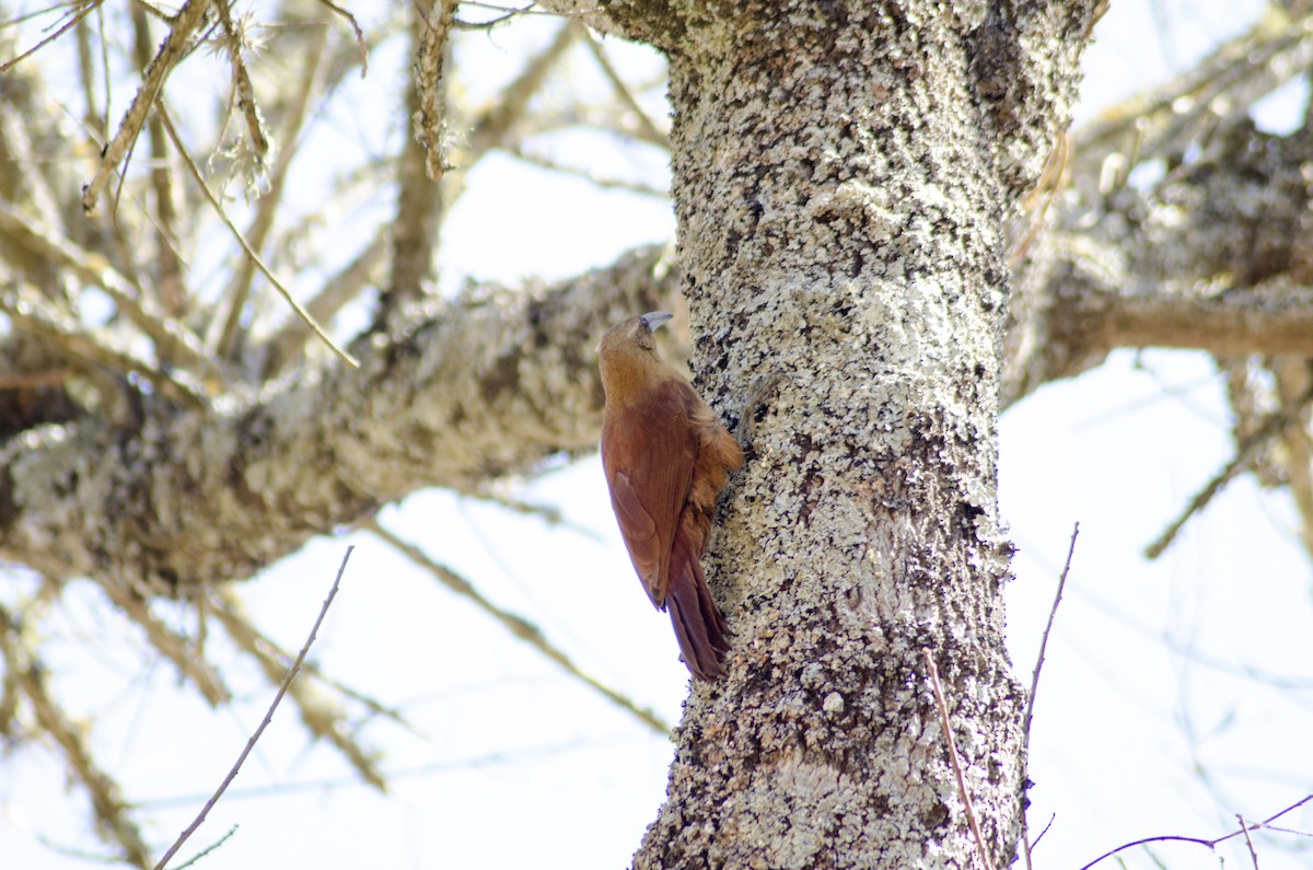 Great Rufous Woodcreeper - ML395461191