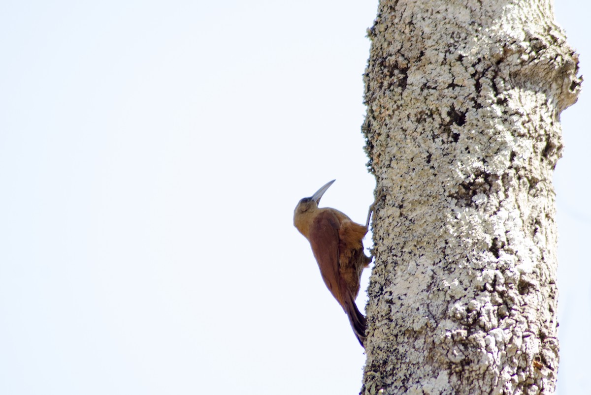 Great Rufous Woodcreeper - ML395461211