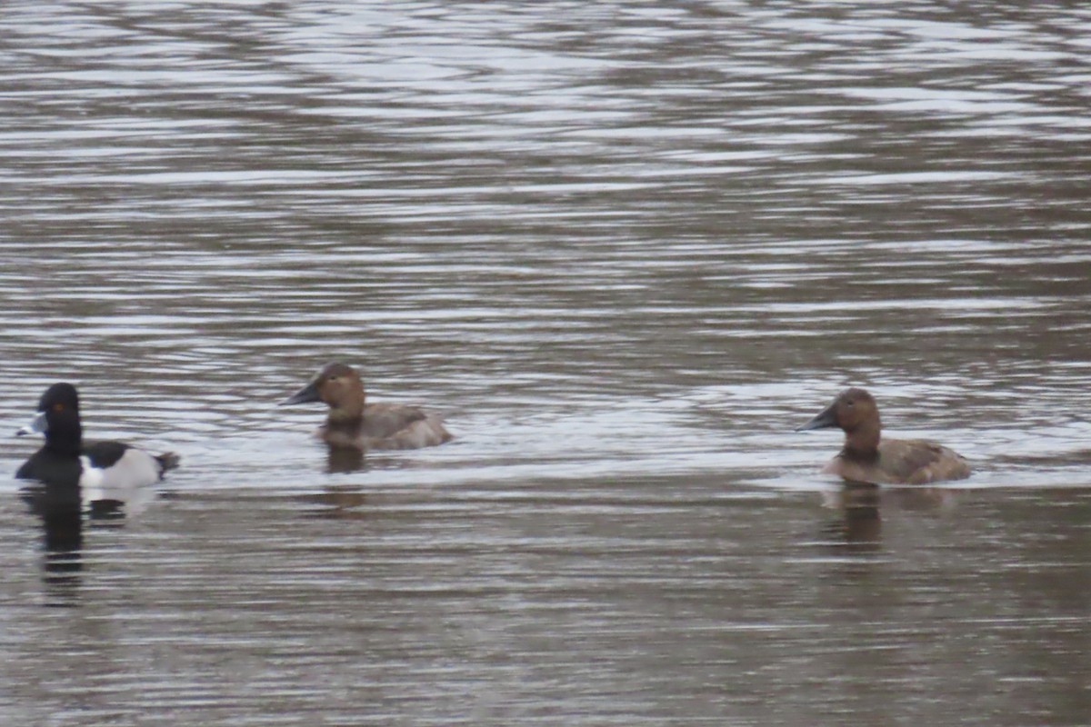 Canvasback - ML395461831