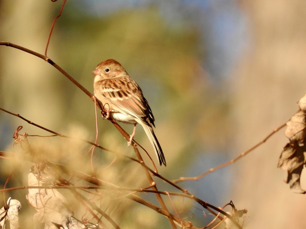 Field Sparrow - ML395464181