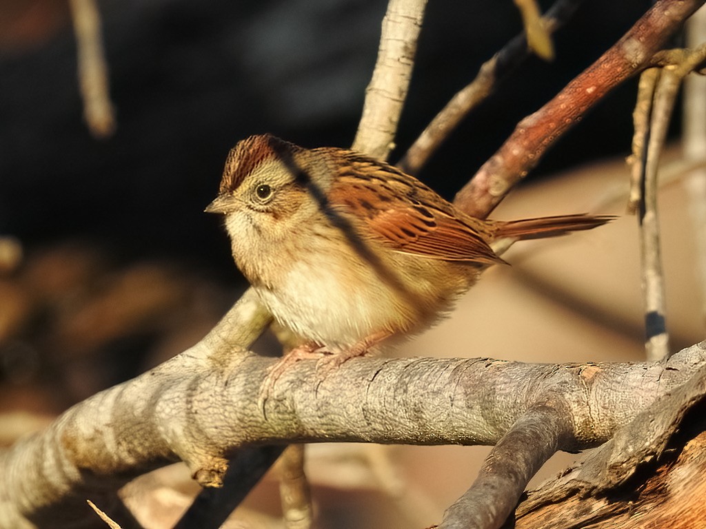Swamp Sparrow - ML395464301