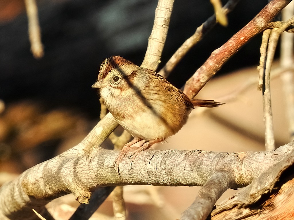 Swamp Sparrow - ML395464311