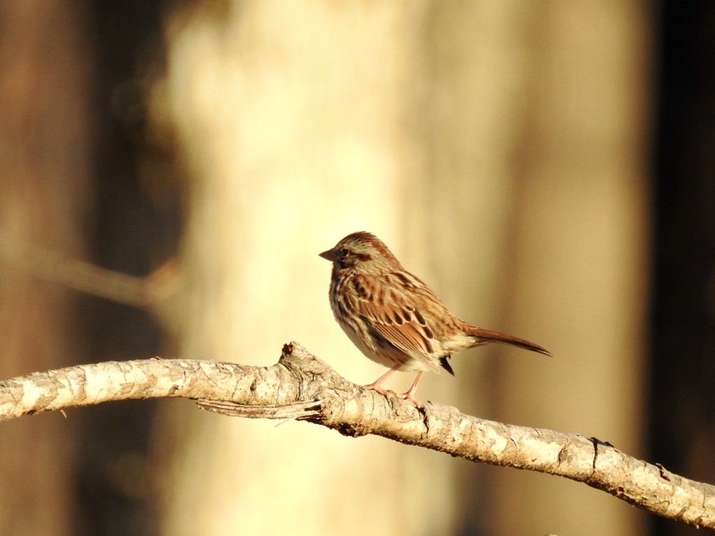 Swamp Sparrow - ML395464331