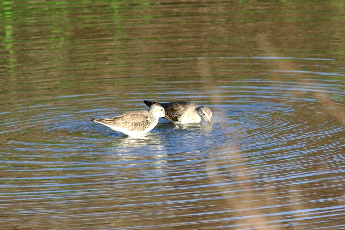 Bindenstrandläufer - ML395465201