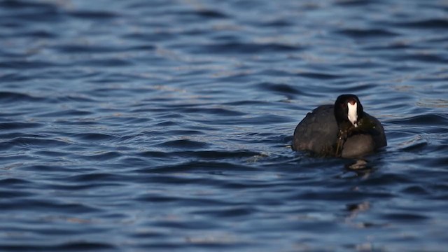 American Coot - ML395466341