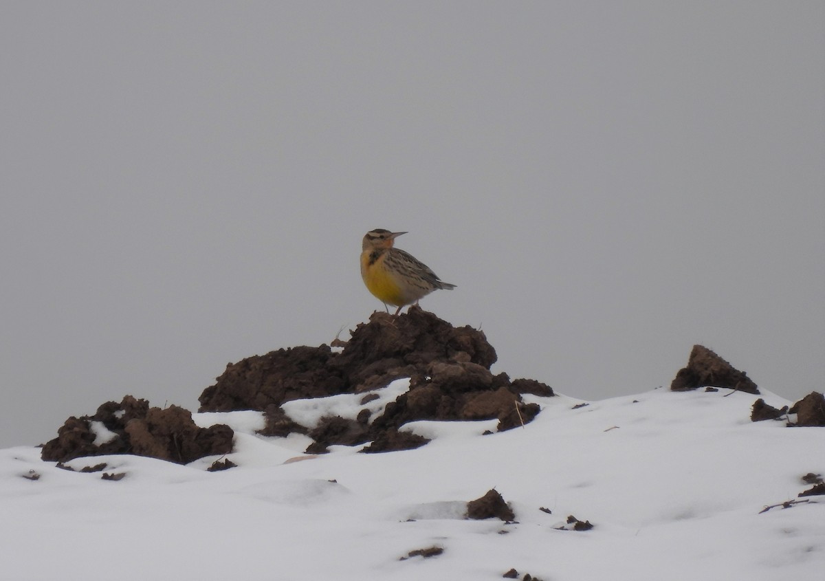 Western Meadowlark - ML395467191