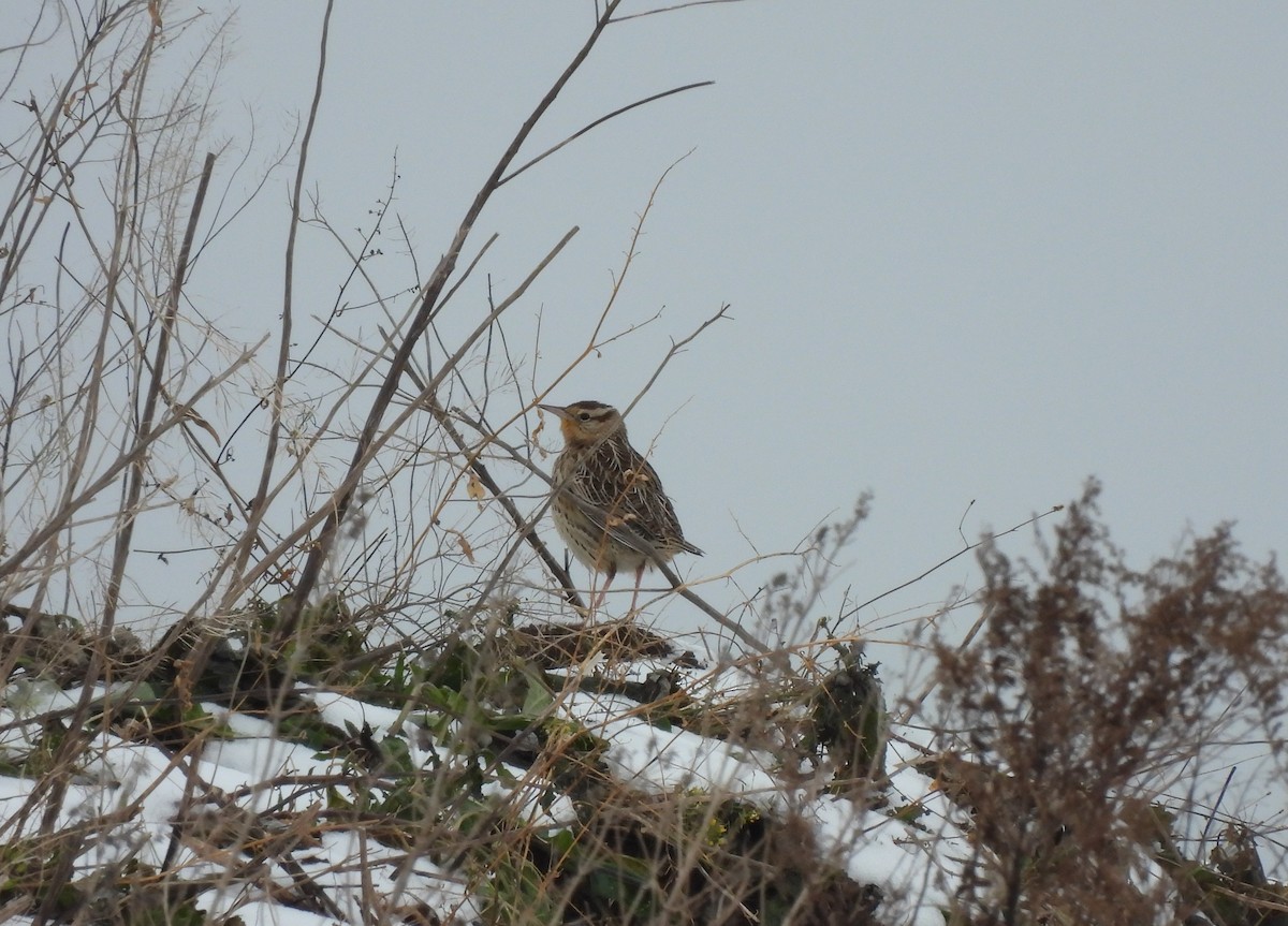 Western Meadowlark - ML395467241