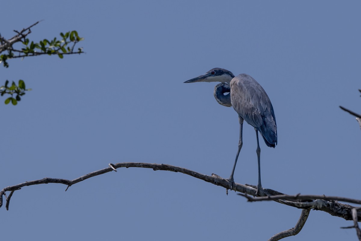 Black-headed Heron - ML395467681