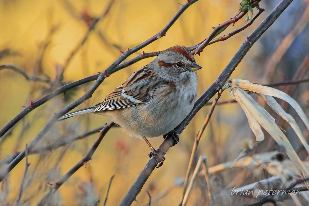 American Tree Sparrow - ML395468191