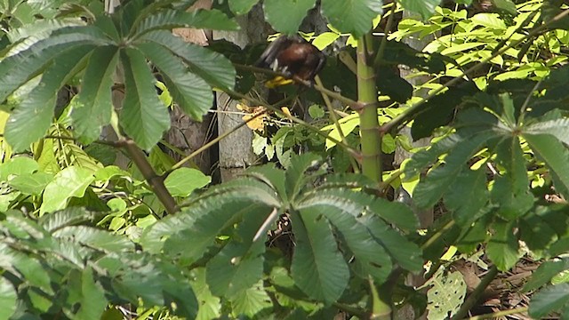 Chestnut-headed Oropendola - ML395468441