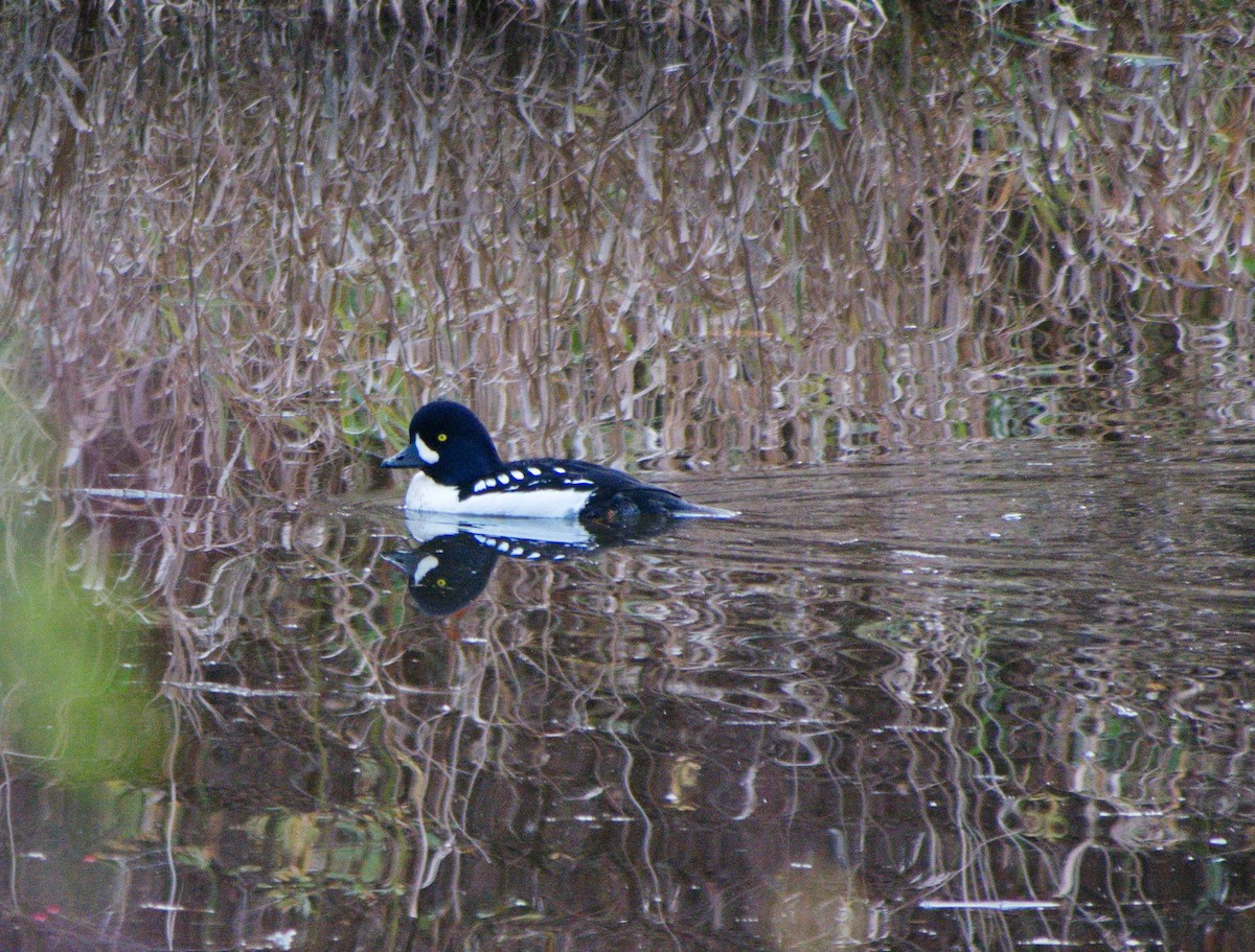 Barrow's Goldeneye - ML39547031