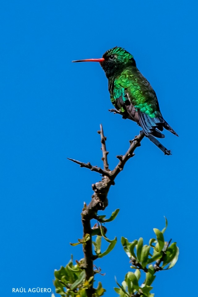 Glittering-bellied Emerald - ML395470951