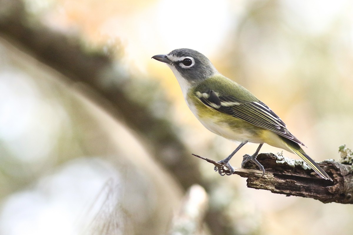 Blue-headed Vireo - ML395472801