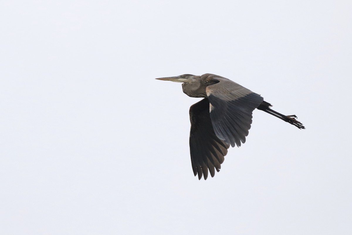 Great Blue Heron - ML395475941