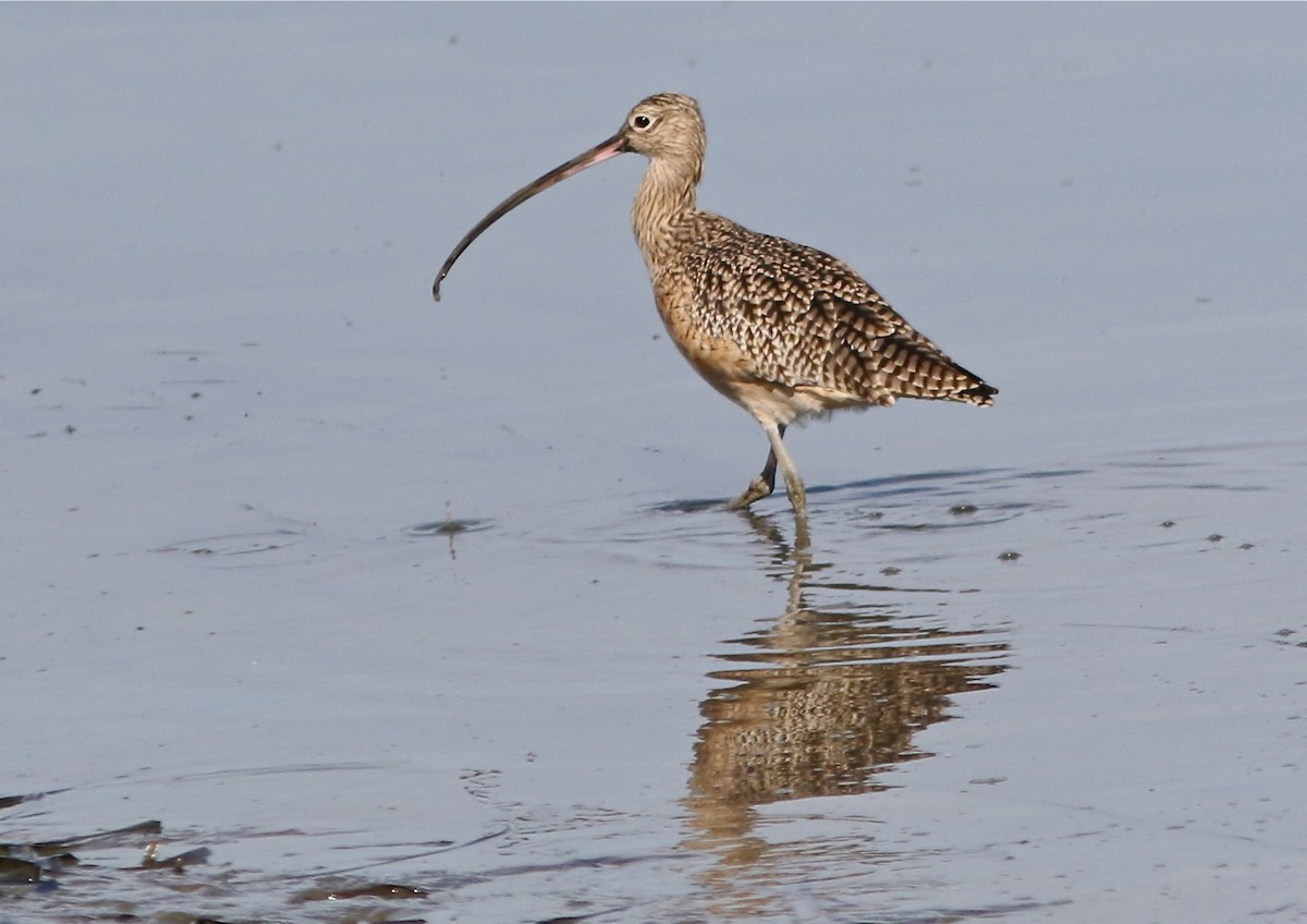 Long-billed Curlew - ML39547611