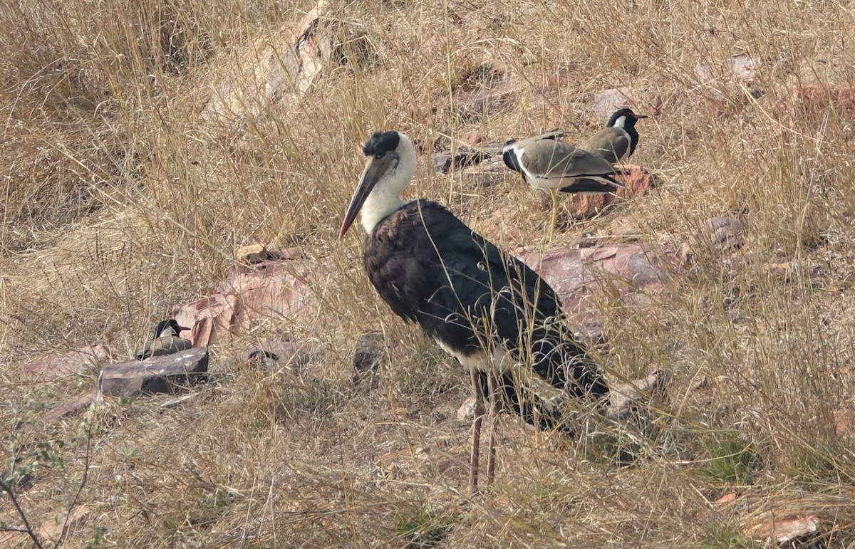 Asian Woolly-necked Stork - ML395476221