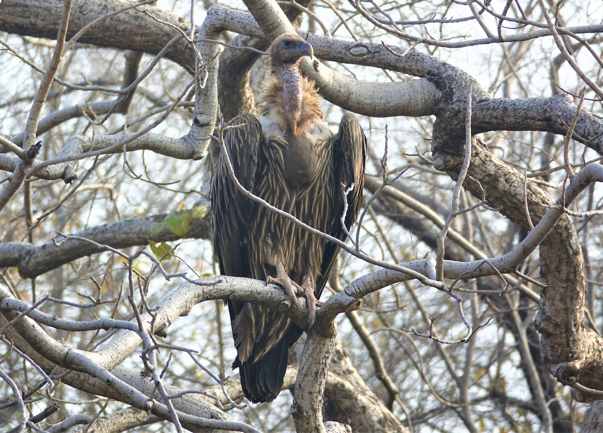 Himalayan Griffon - ML395476581