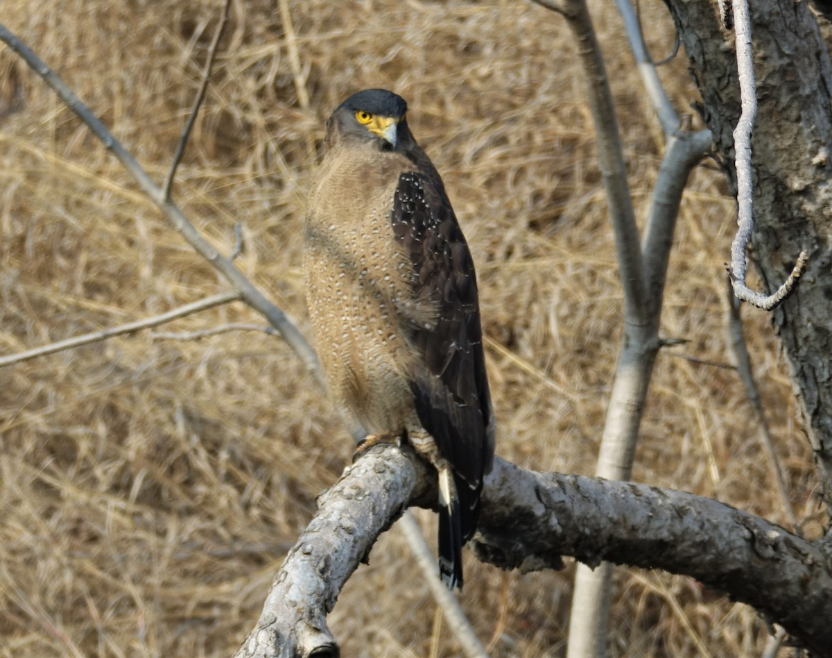 Crested Serpent-Eagle - ML395476751