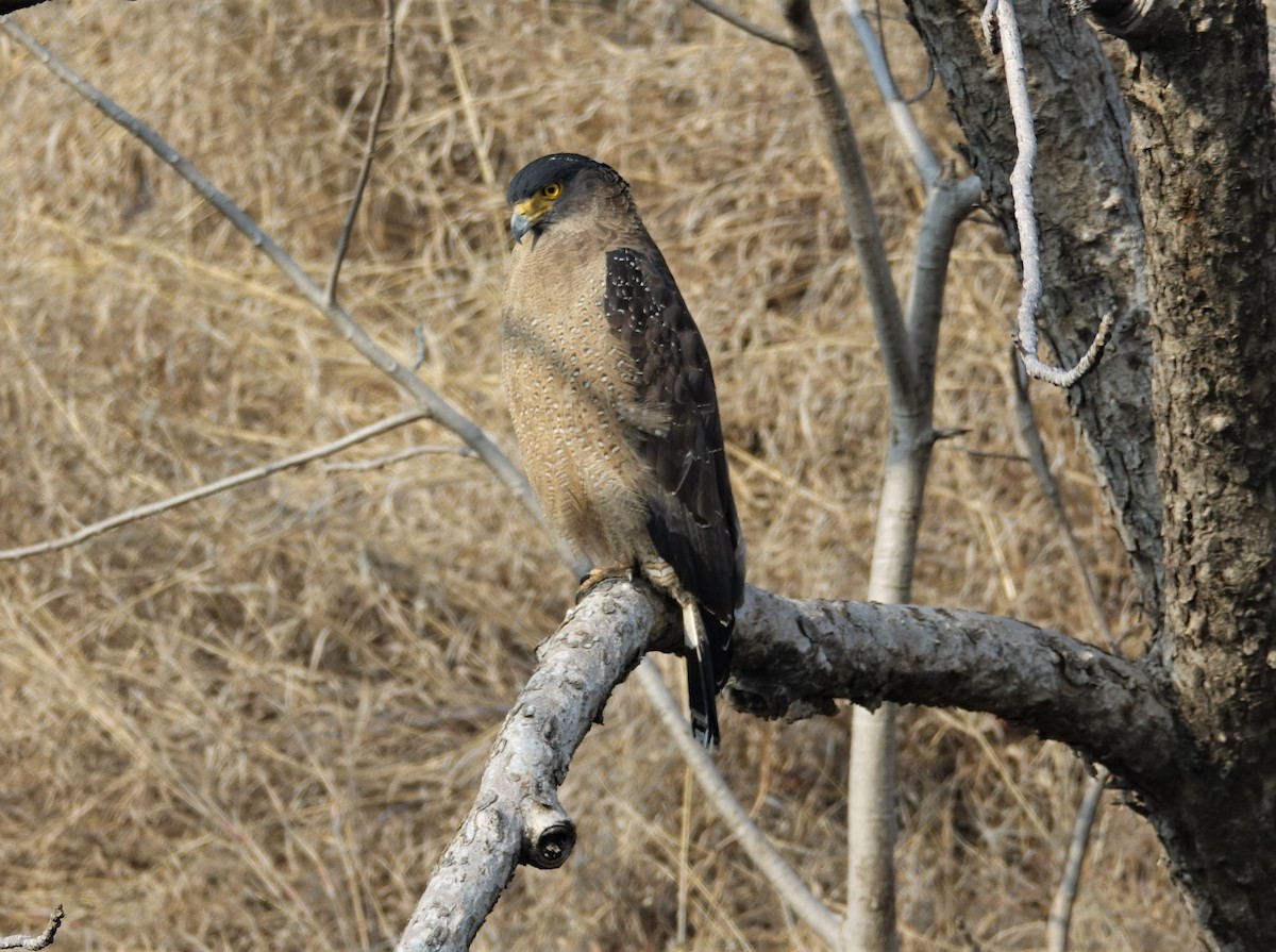 Crested Serpent-Eagle - ML395476781