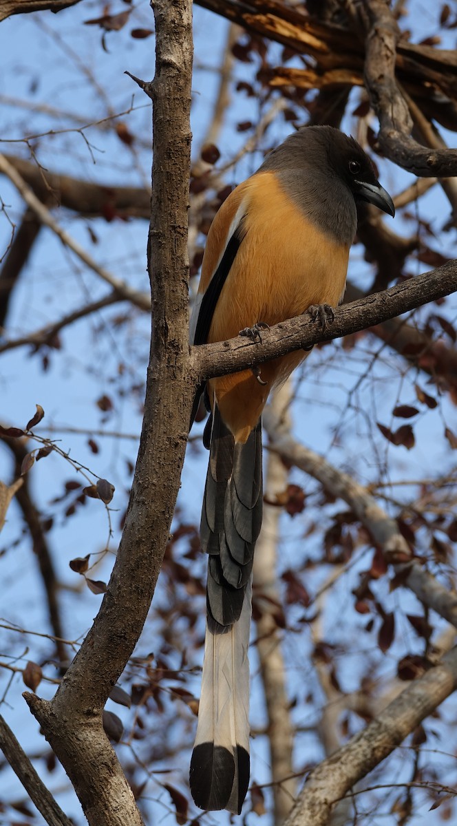 Rufous Treepie - ML395477161