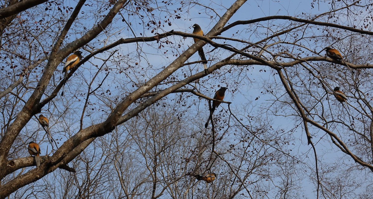 Rufous Treepie - ML395477171