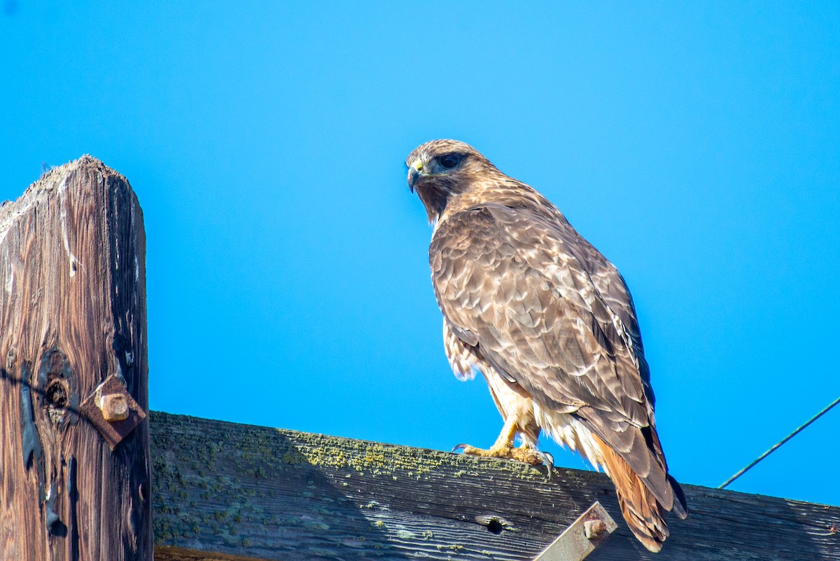 Red-tailed Hawk - ML395477471