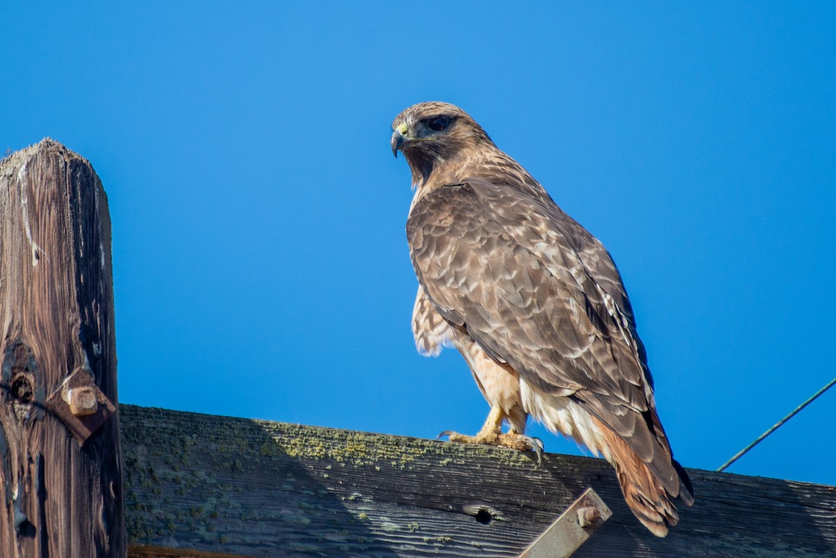 Red-tailed Hawk - ML395477521