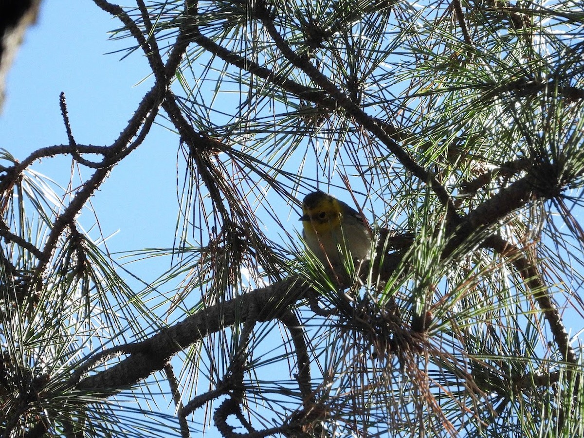 Hermit Warbler - ML395479171