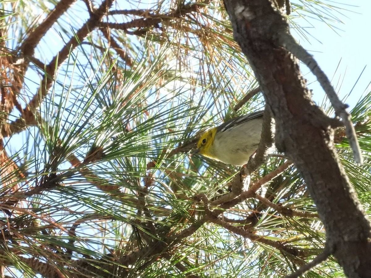 Hermit Warbler - Long-eared Owl