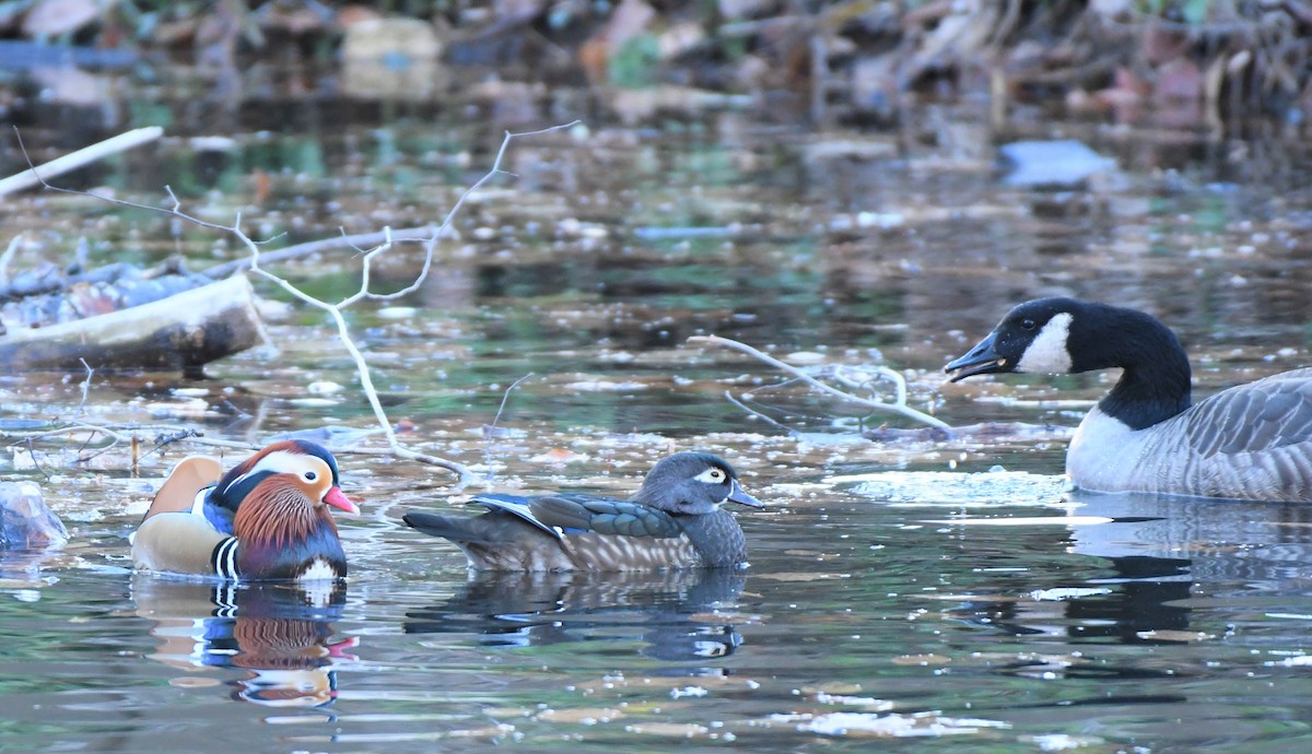 Wood Duck - ML395480091