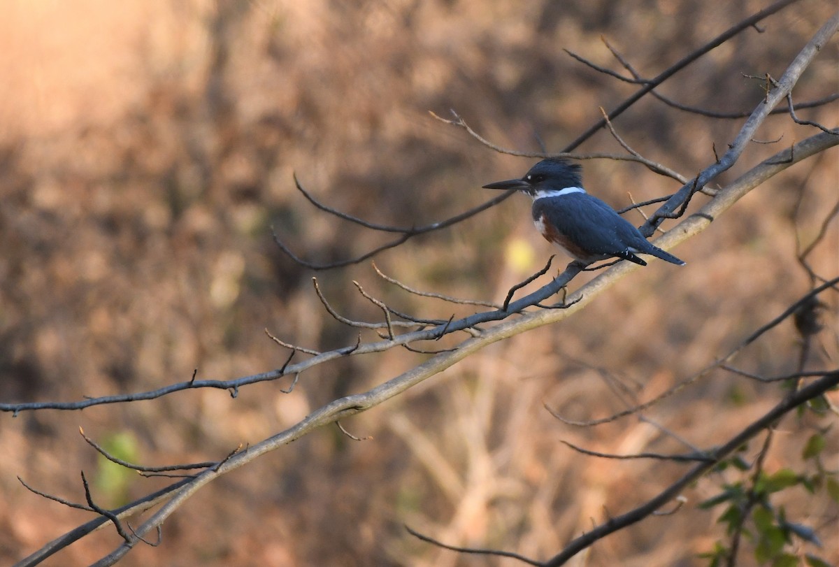 Belted Kingfisher - ML395480281