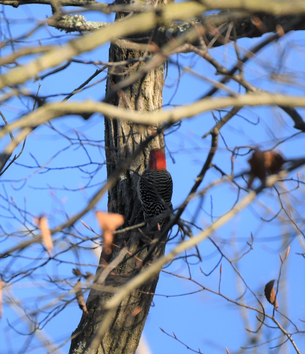 Red-bellied Woodpecker - ML395480421