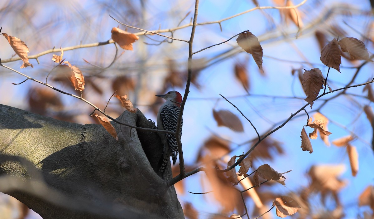 Red-bellied Woodpecker - ML395480431