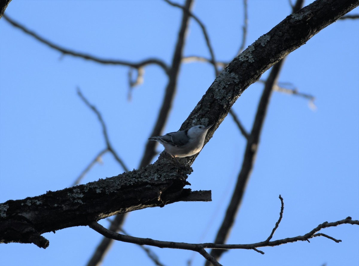 White-breasted Nuthatch - ML395480551