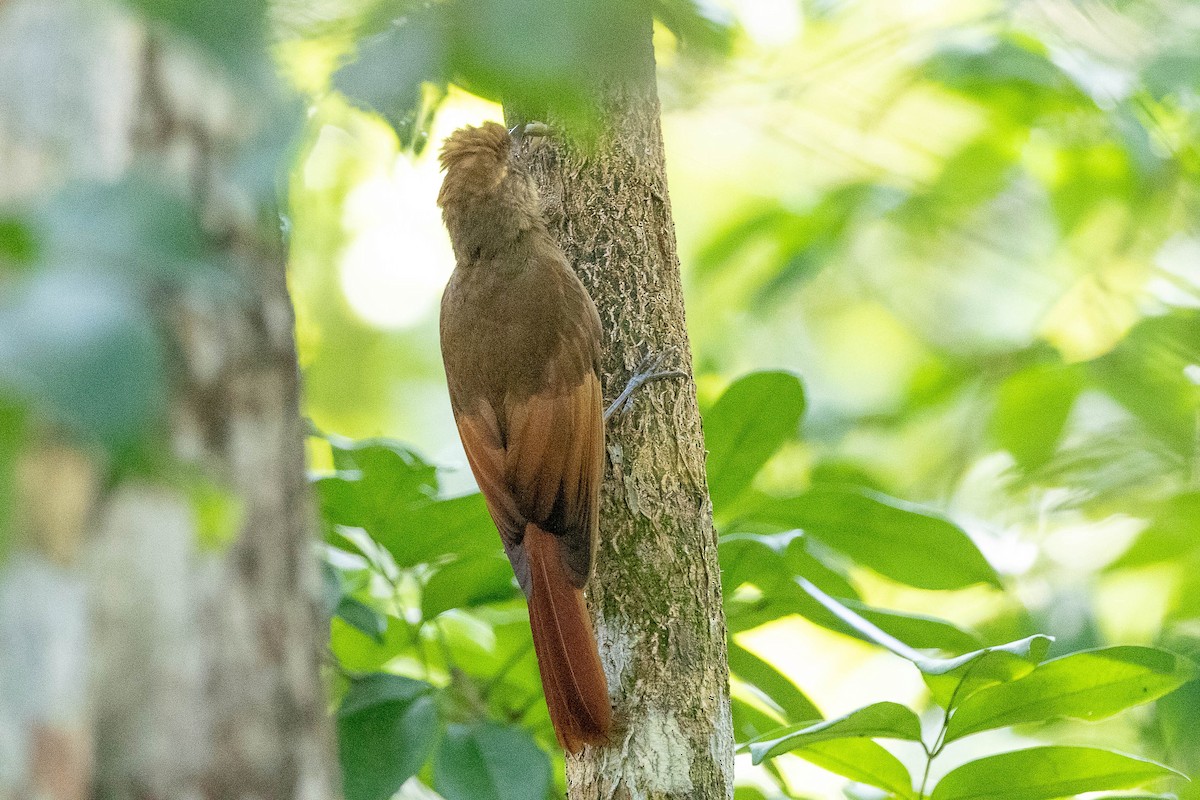 Tawny-winged Woodcreeper - Neil Hayward