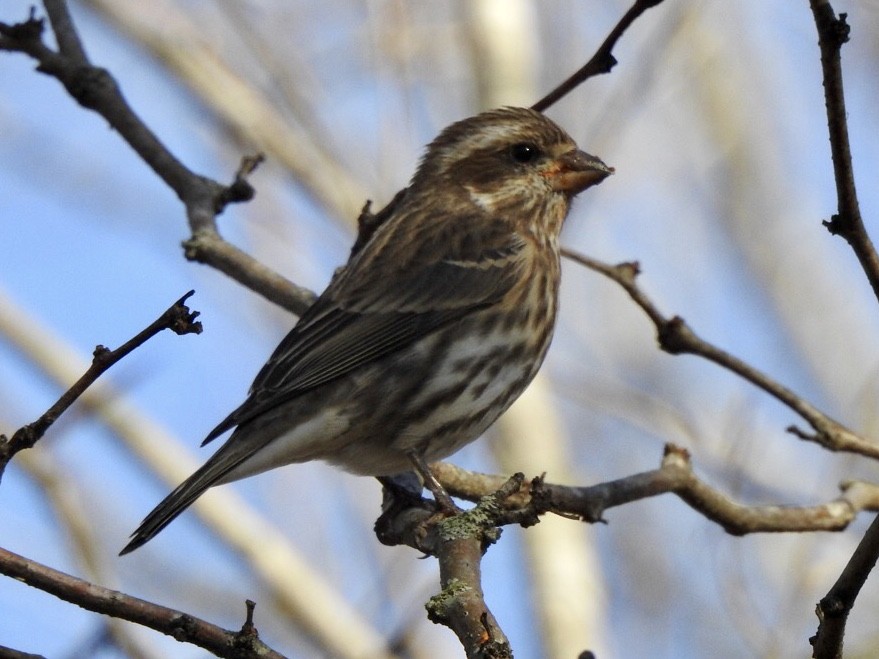 Purple Finch - ML395481341