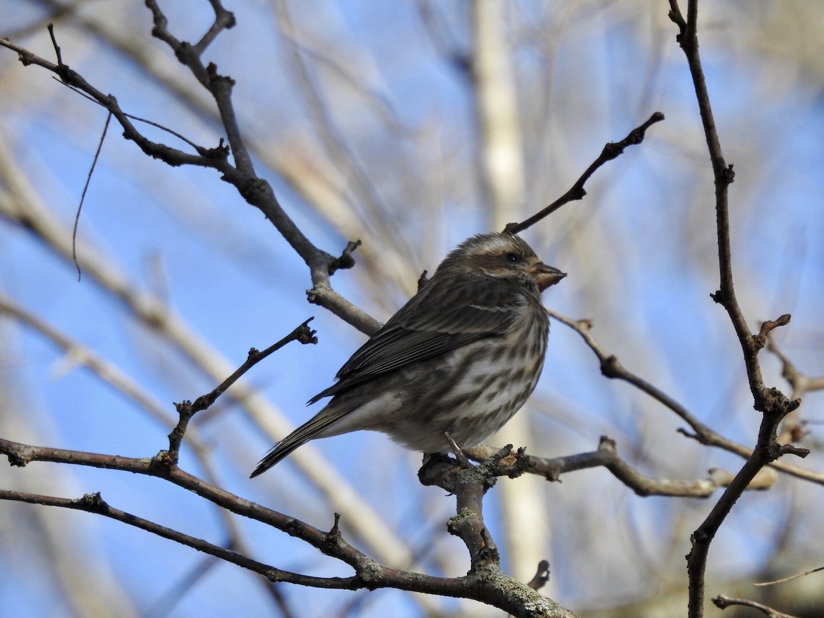 Purple Finch - ML395481371