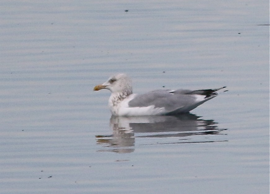 Iceland Gull (Thayer's) - ML39548261