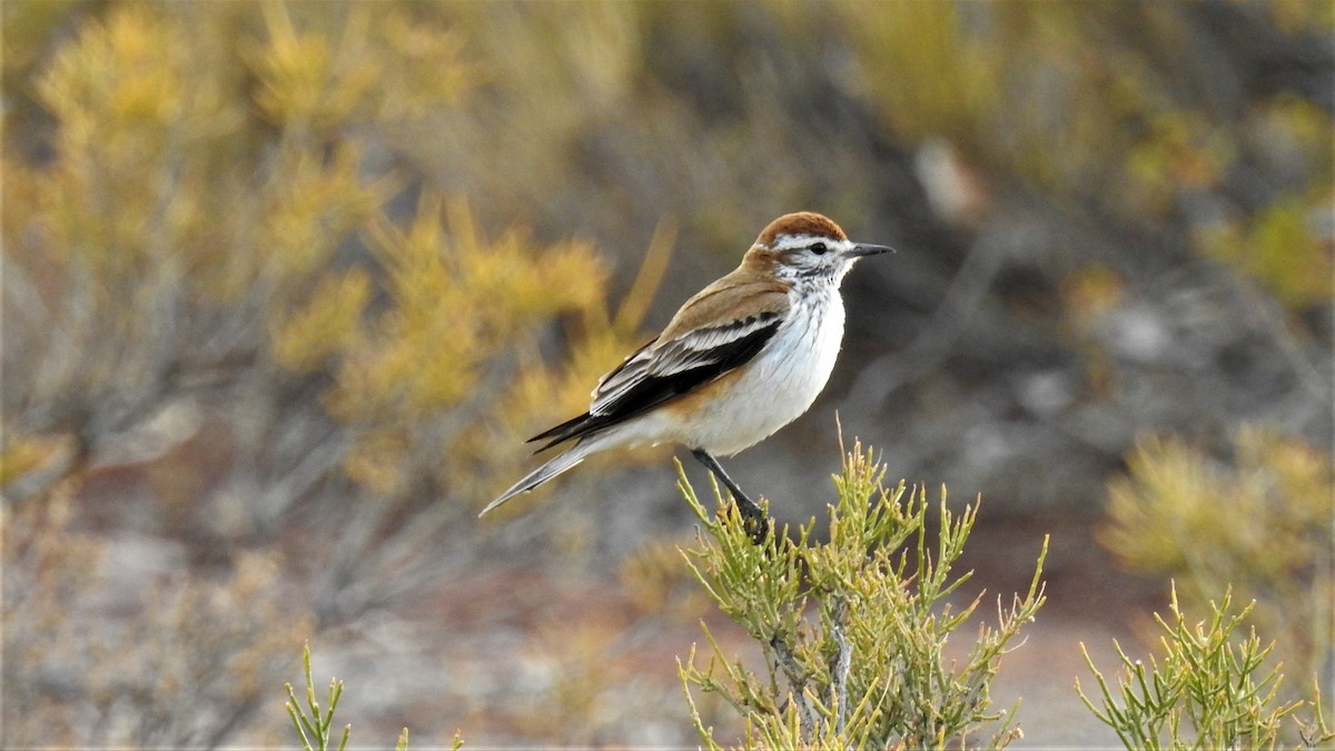 Rusty-backed Monjita - ML395486291