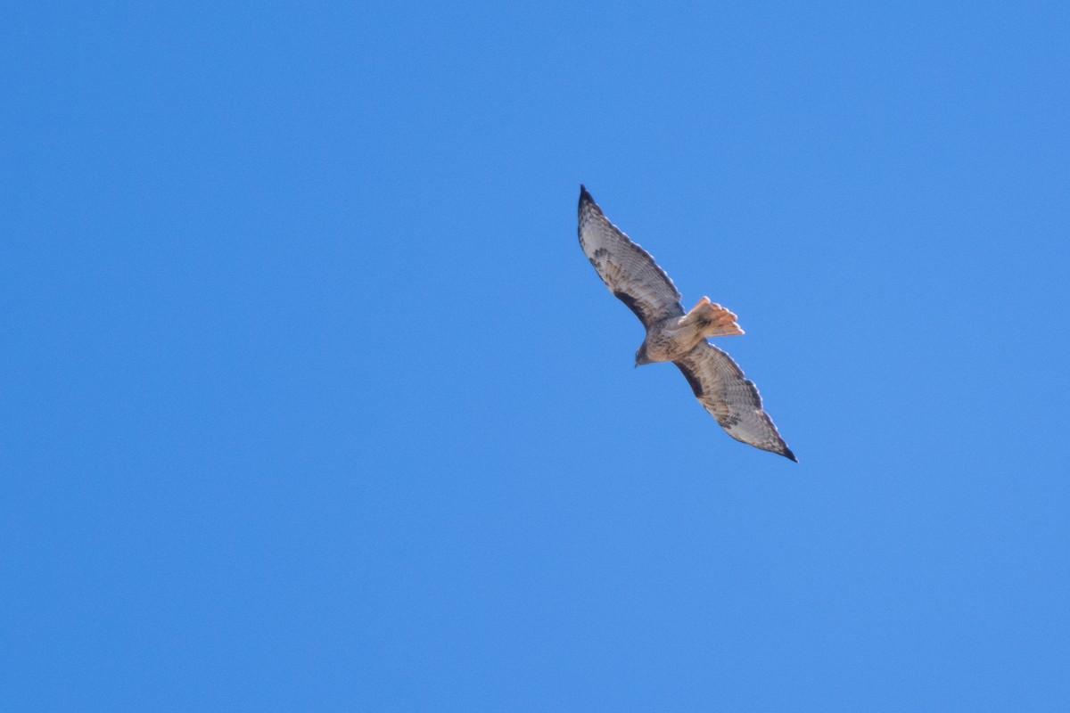 Red-tailed Hawk - ML395486481