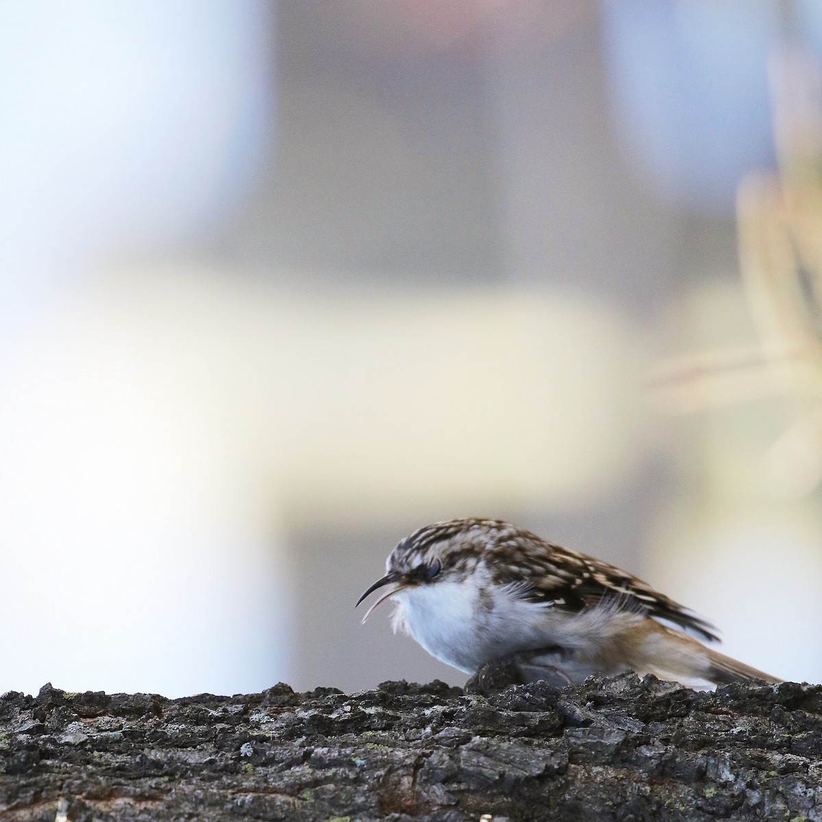 Brown Creeper - ML395489141