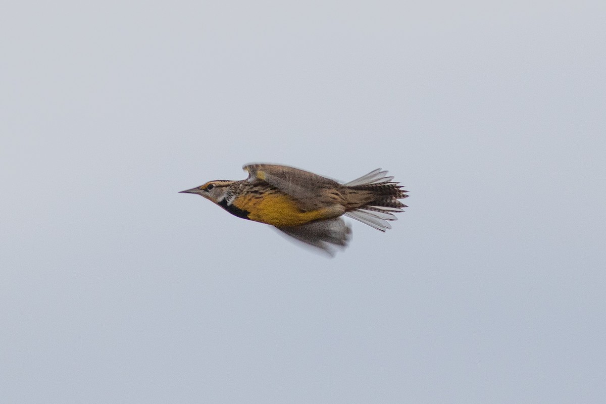 Eastern Meadowlark - ML395490201