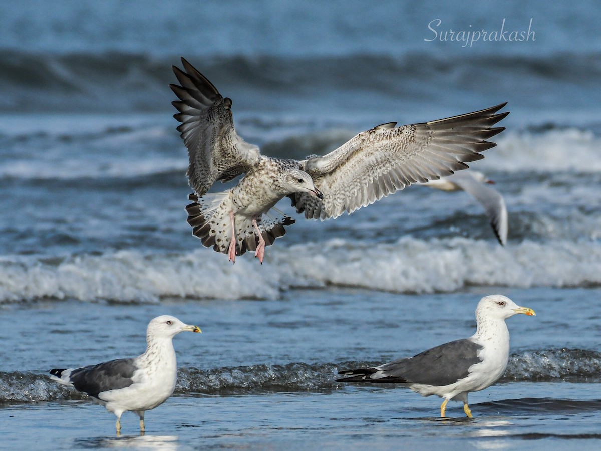 Lesser Black-backed Gull (Heuglin's) - ML395492621