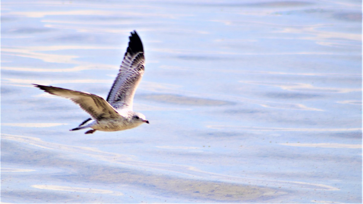 Ring-billed Gull - ML395494591