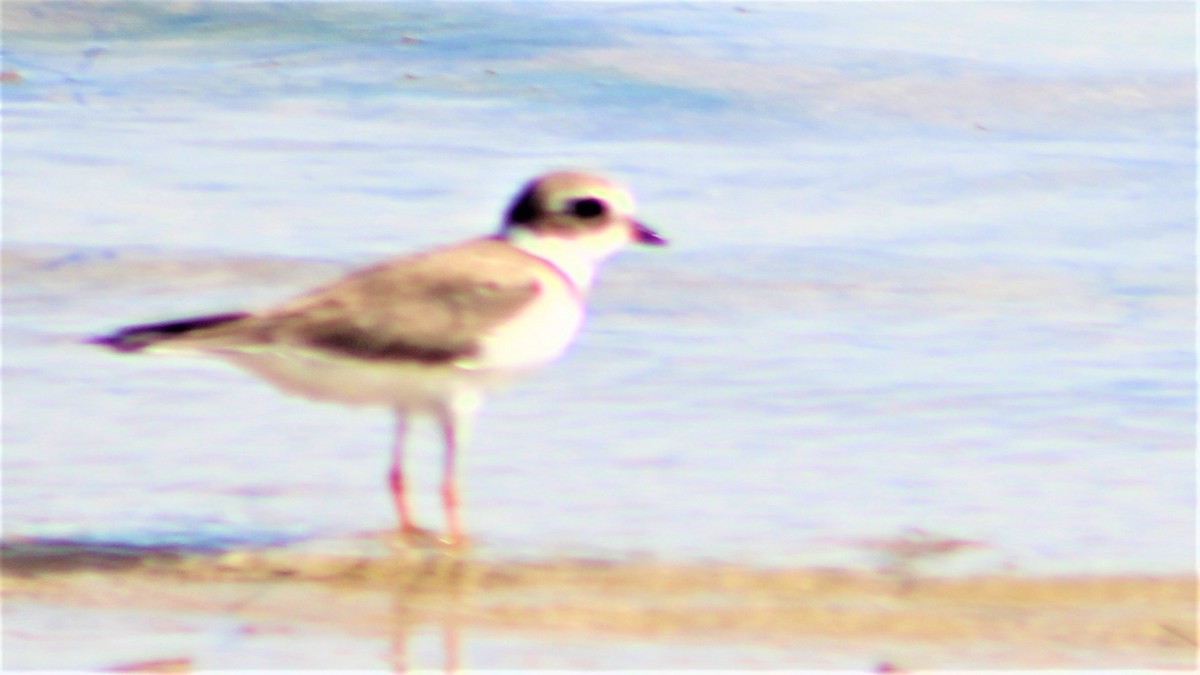 Semipalmated Plover - ML395494871