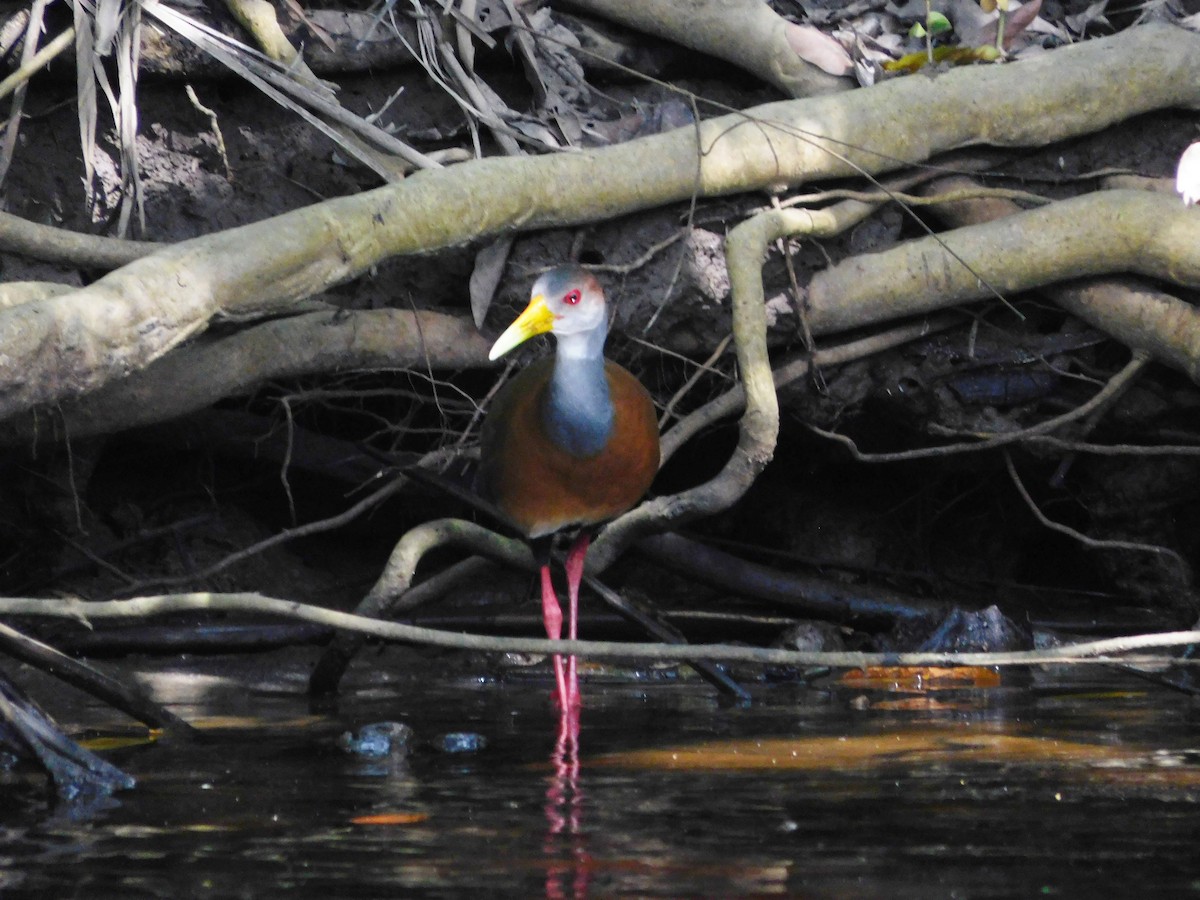 Russet-naped Wood-Rail - ML395495341